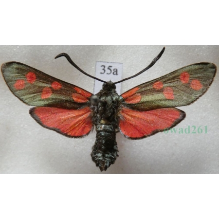 Zygaena filipendulae (Linnaeus, 1758) Kraśnik sześcioplamek Deutschland35a